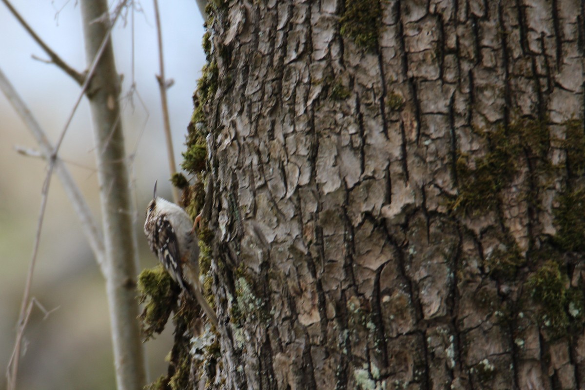 Brown Creeper - Marje Pederson