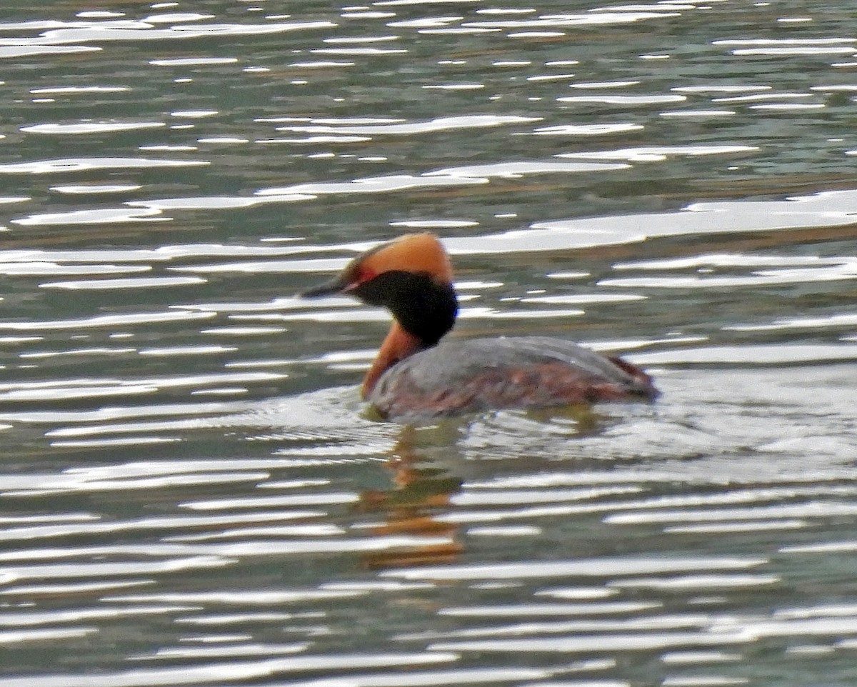 Horned Grebe - ML325604111