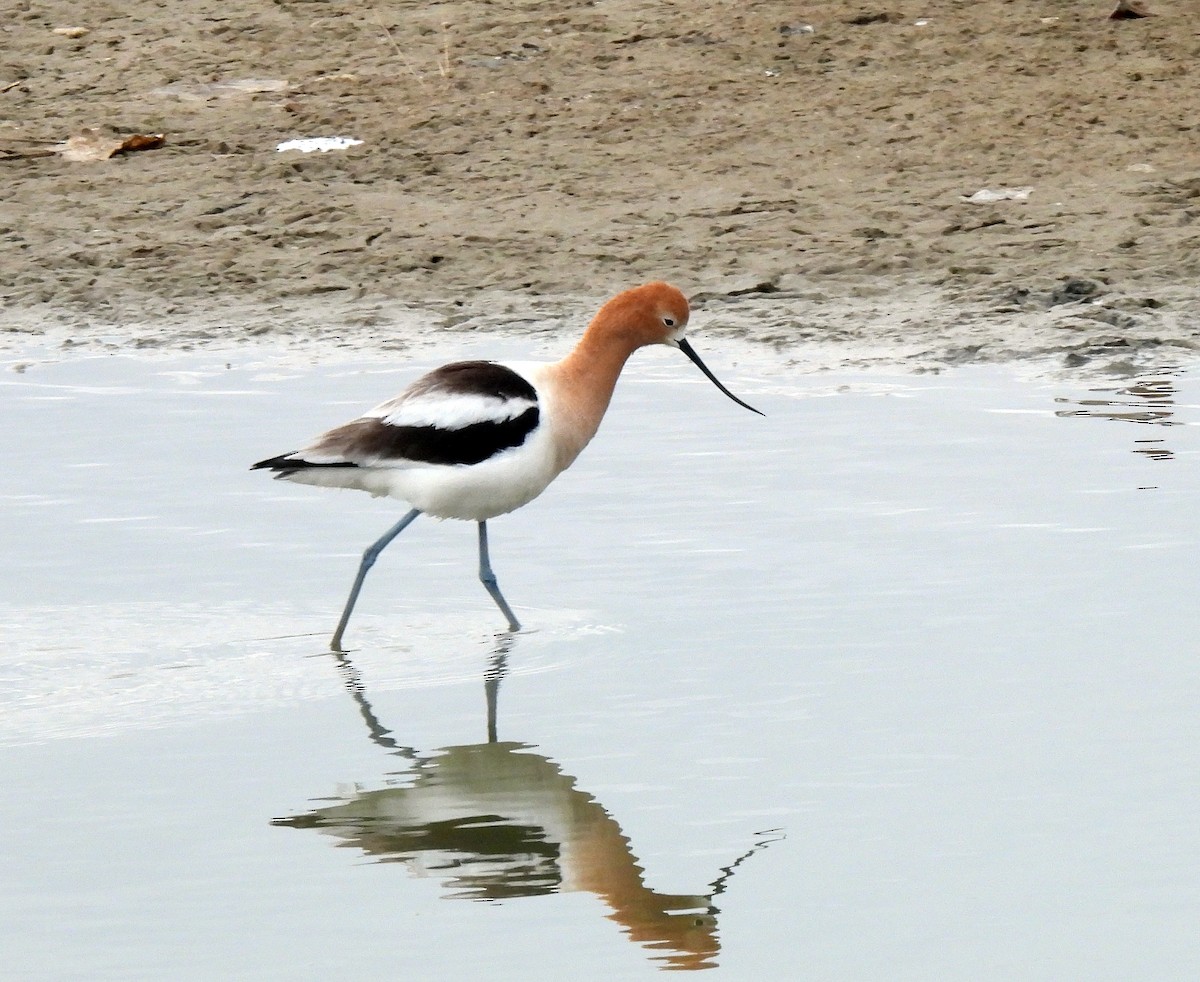 American Avocet - ML325604291