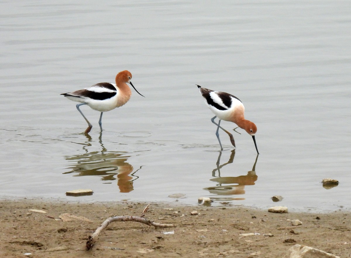 American Avocet - ML325604301