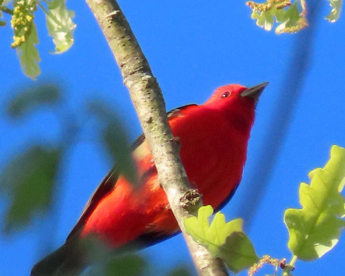 Scarlet Tanager - ML325604981