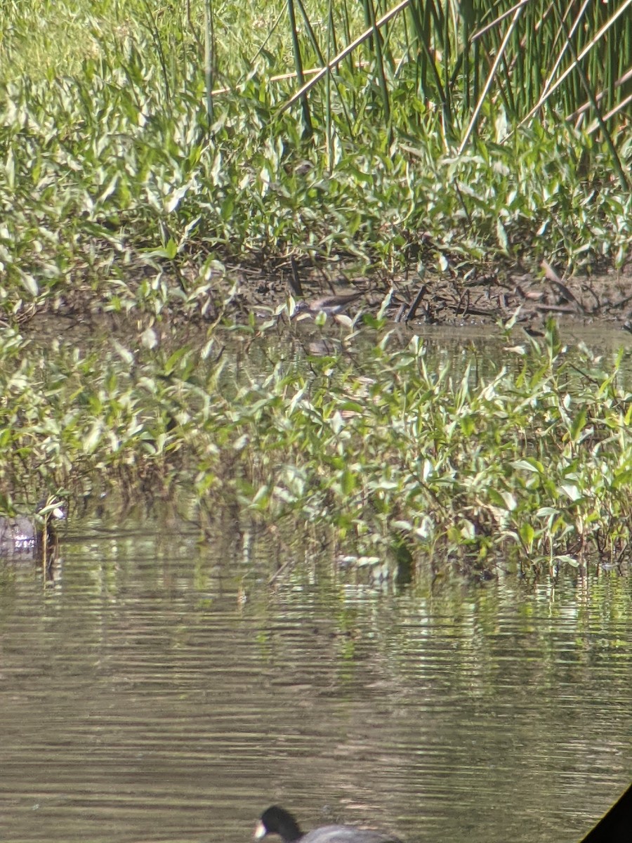 Solitary Sandpiper - Adrian Hinkle