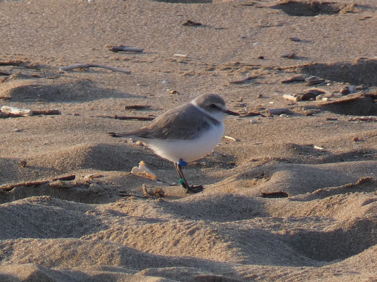 Kentish Plover - ML325605571