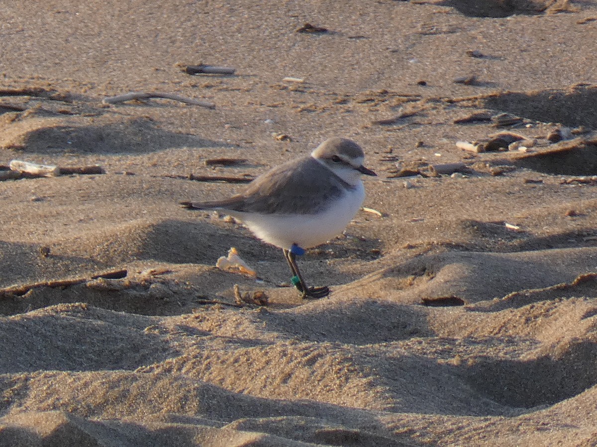 Kentish Plover - ML325605671