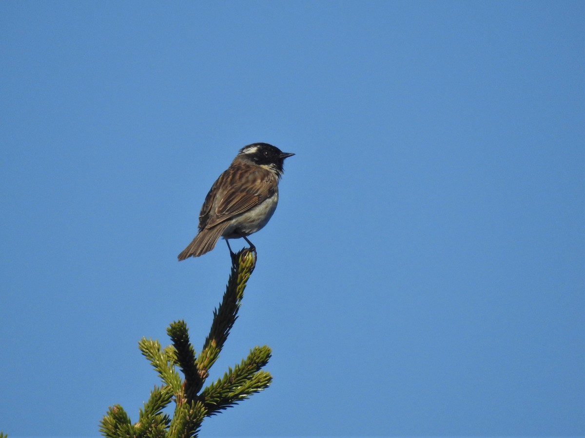 Black-throated Accentor - ML325607181