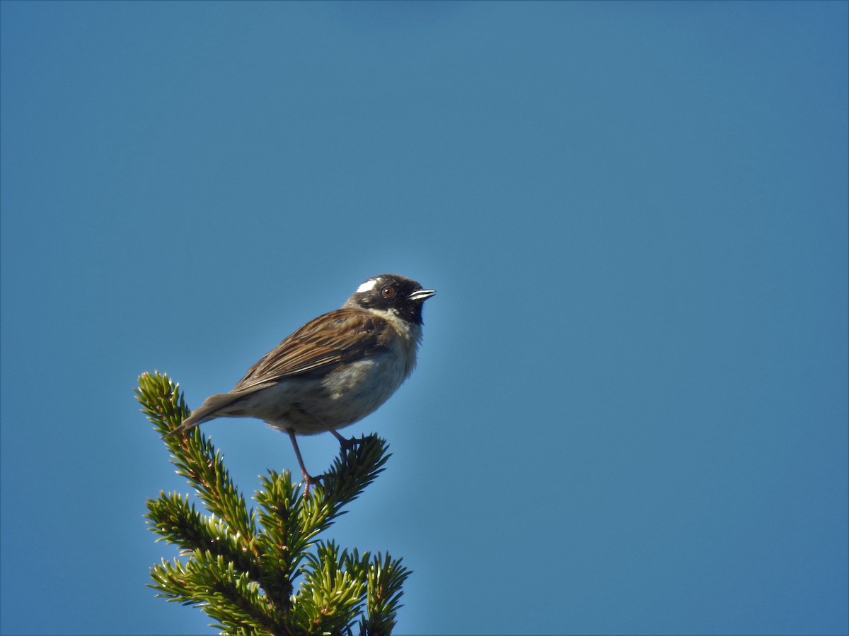 Black-throated Accentor - ML325607191