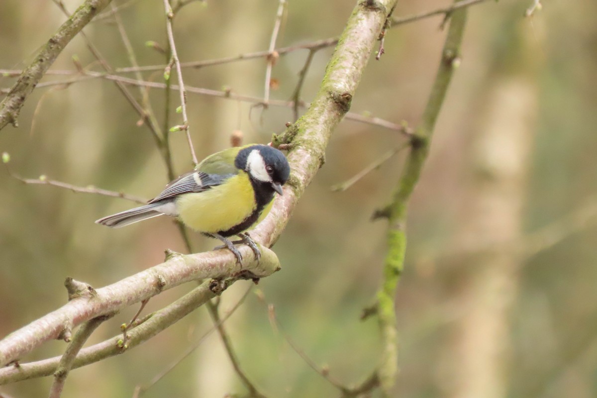 Great Tit - Willem van de Ven