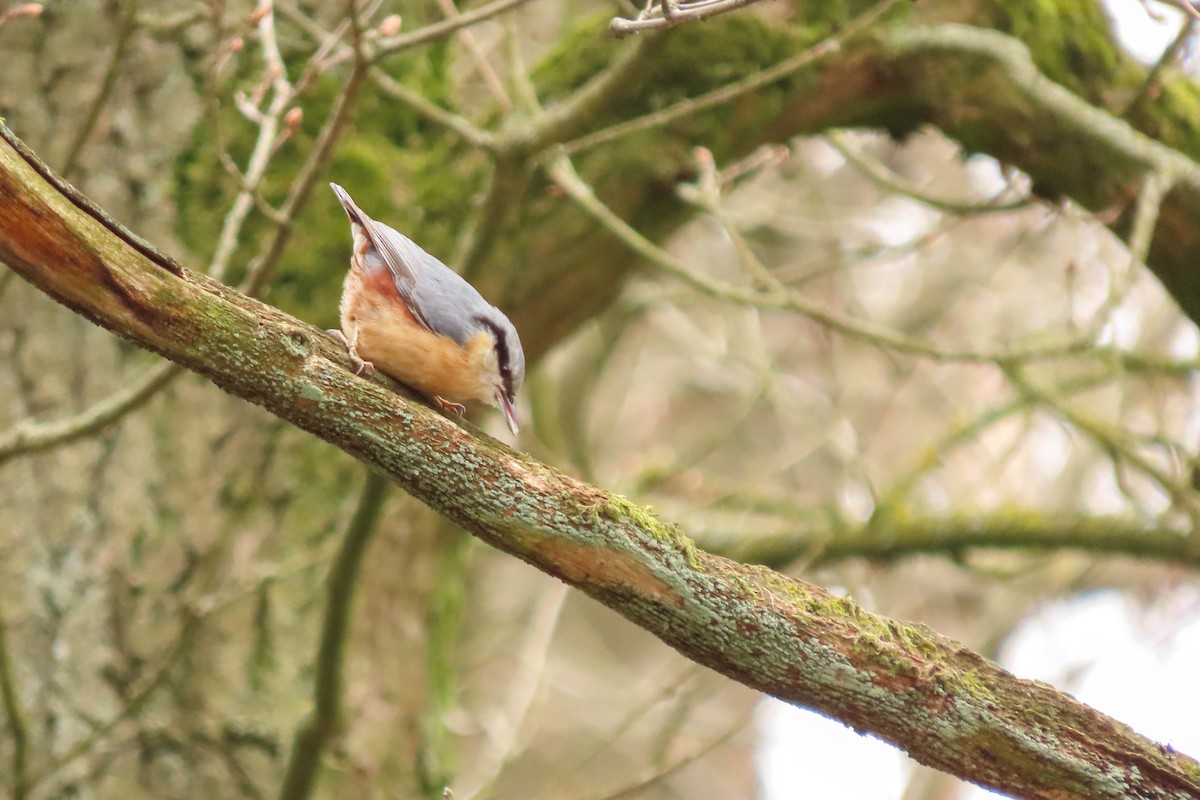 Eurasian Nuthatch - ML325607301