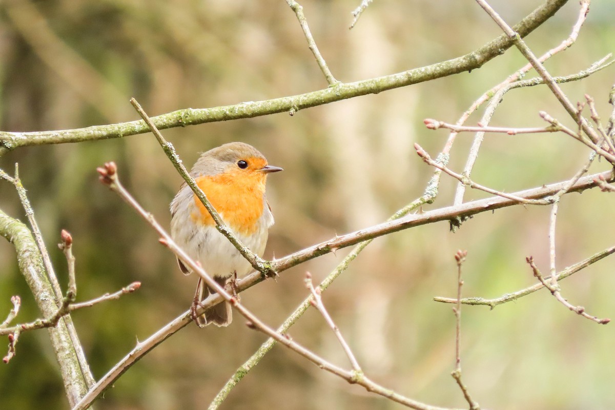 European Robin - ML325607351
