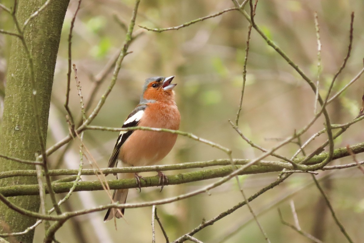 Common Chaffinch - ML325607411