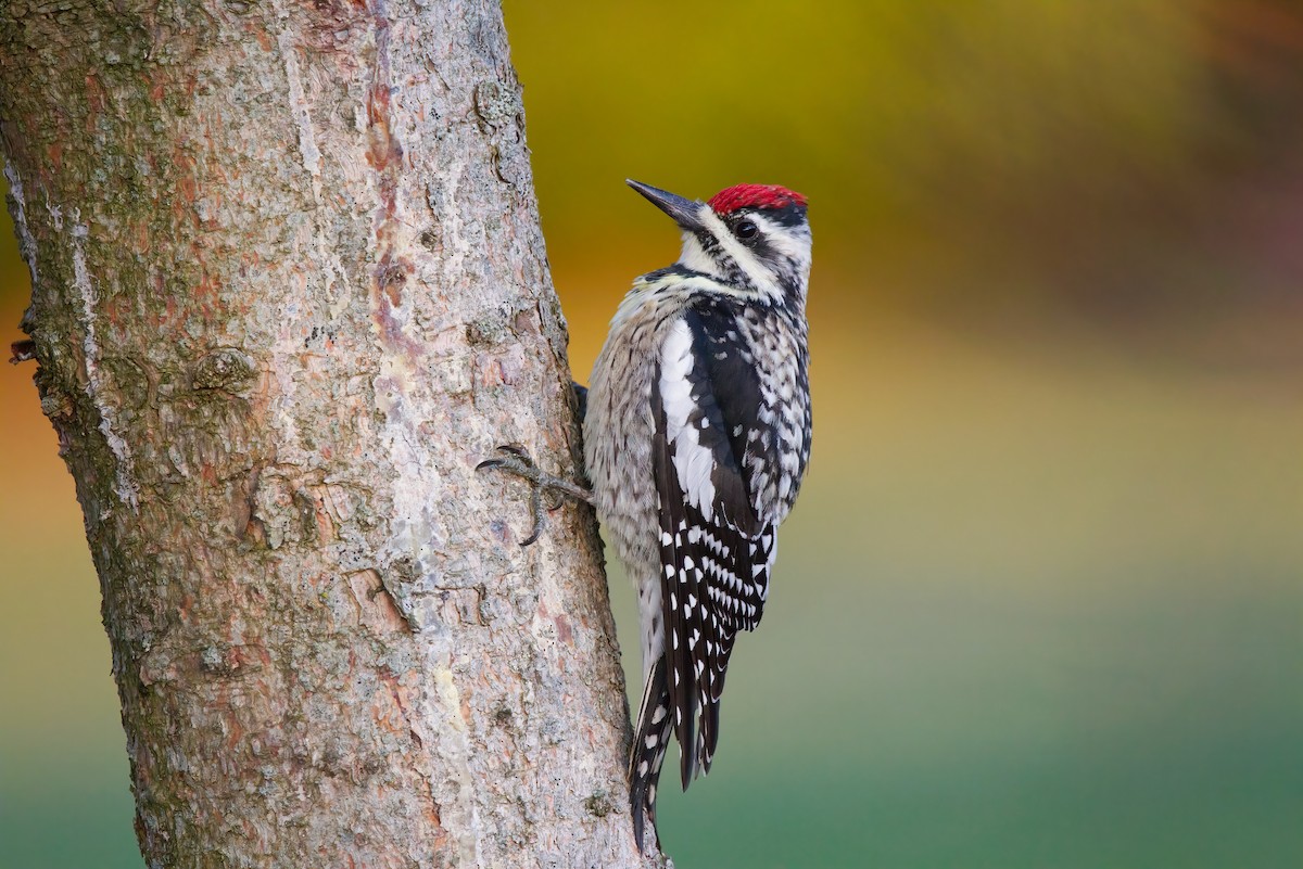 Yellow-bellied Sapsucker - ML325608001