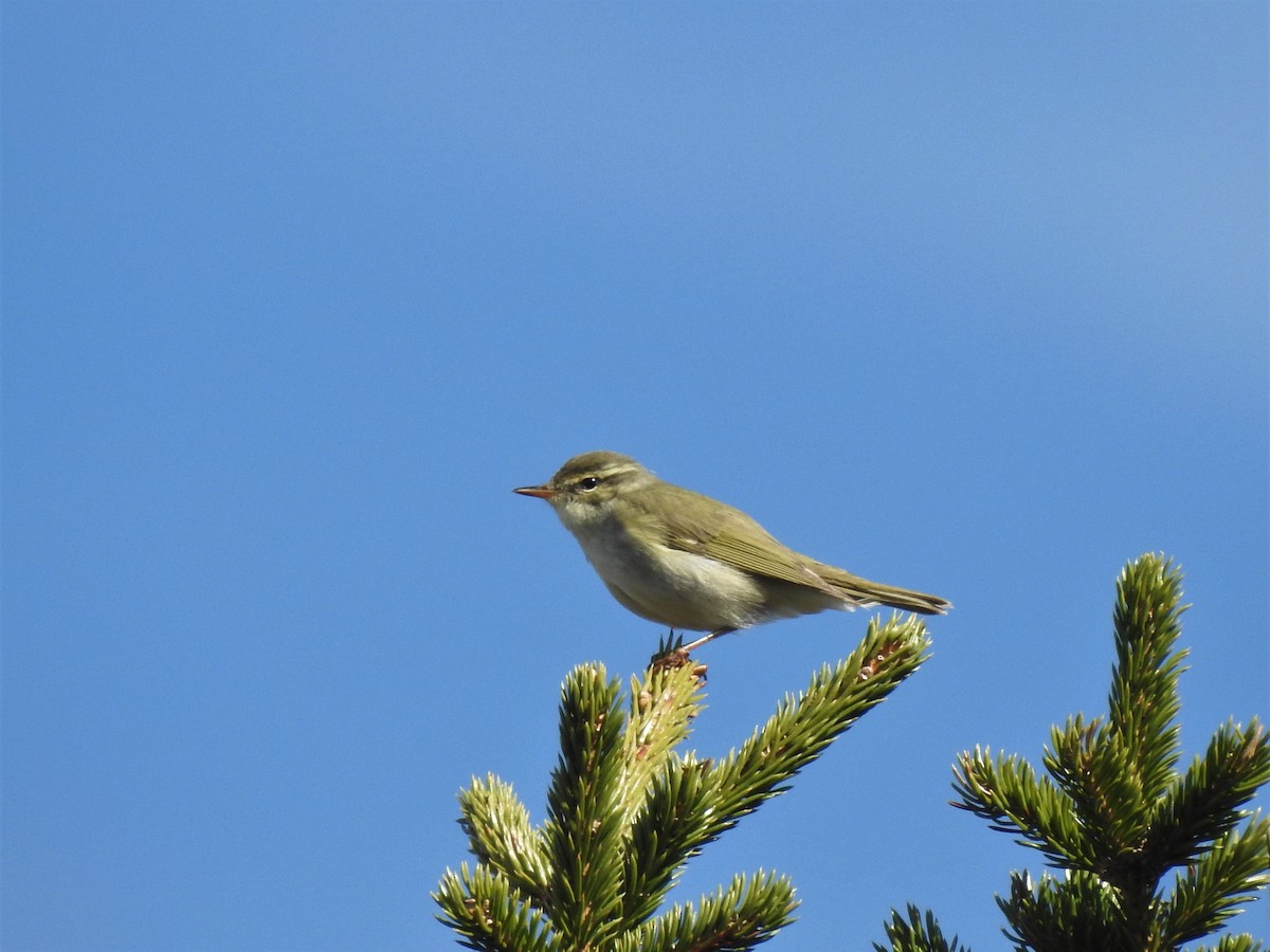 Arctic Warbler - ML325608731