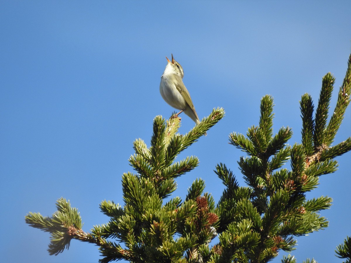 Arctic Warbler - ML325608751