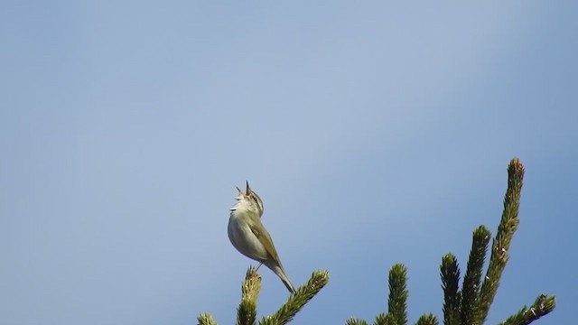 Arctic Warbler - ML325609201