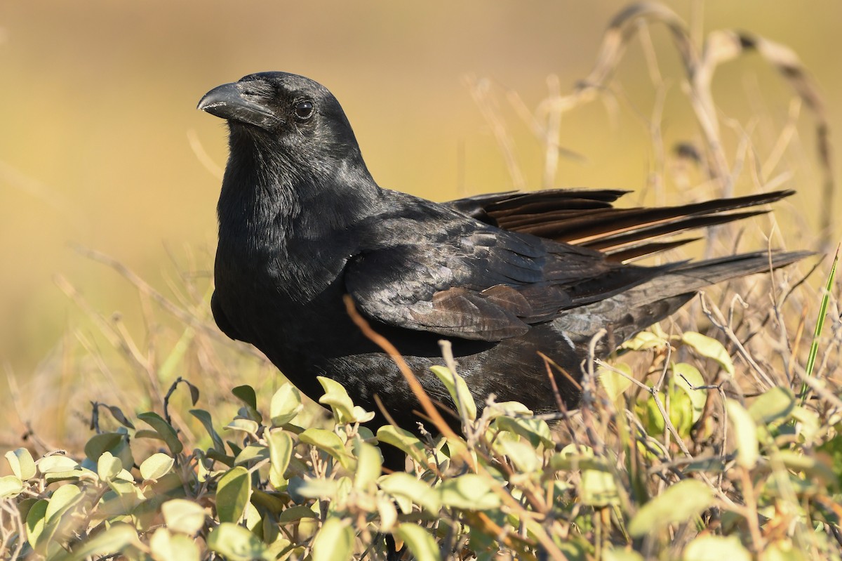 Fish Crow - Manny Salas