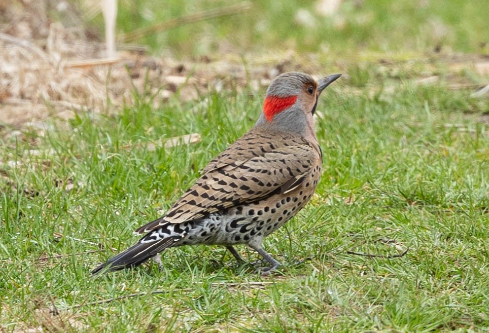 Northern Flicker - ML325611321