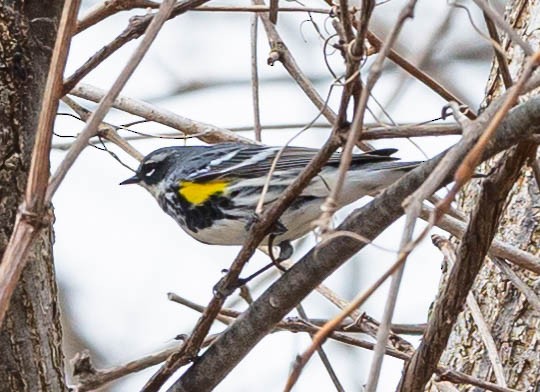 Yellow-rumped Warbler - ML325612761