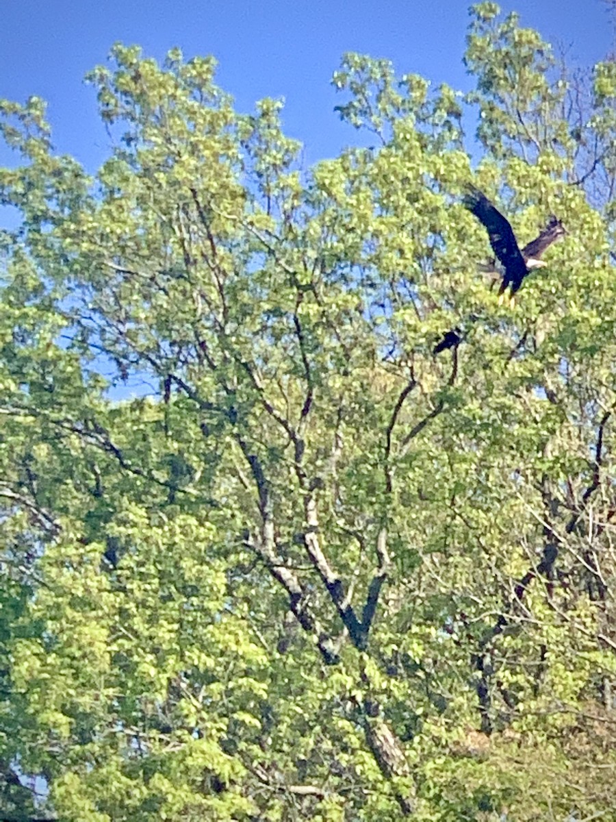 Bald Eagle - ML325613161