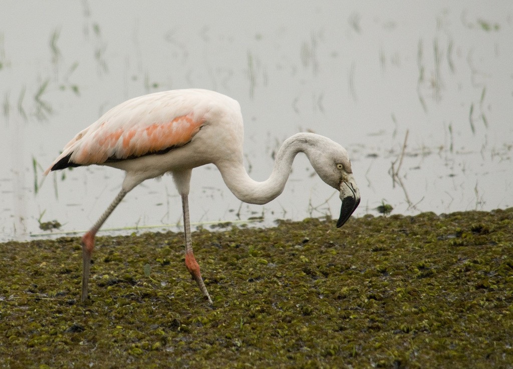 Chilean Flamingo - Nicolas Olejnik