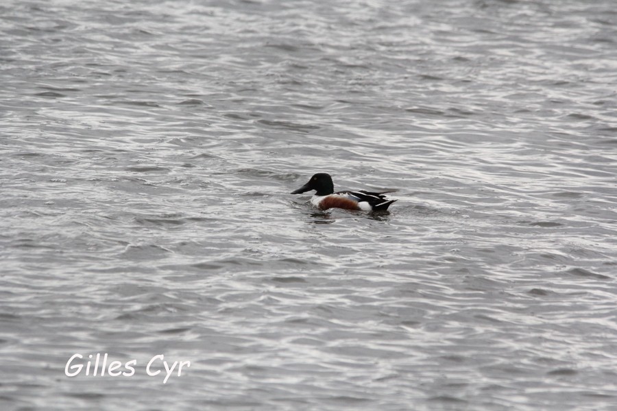 Northern Shoveler - ML325615191