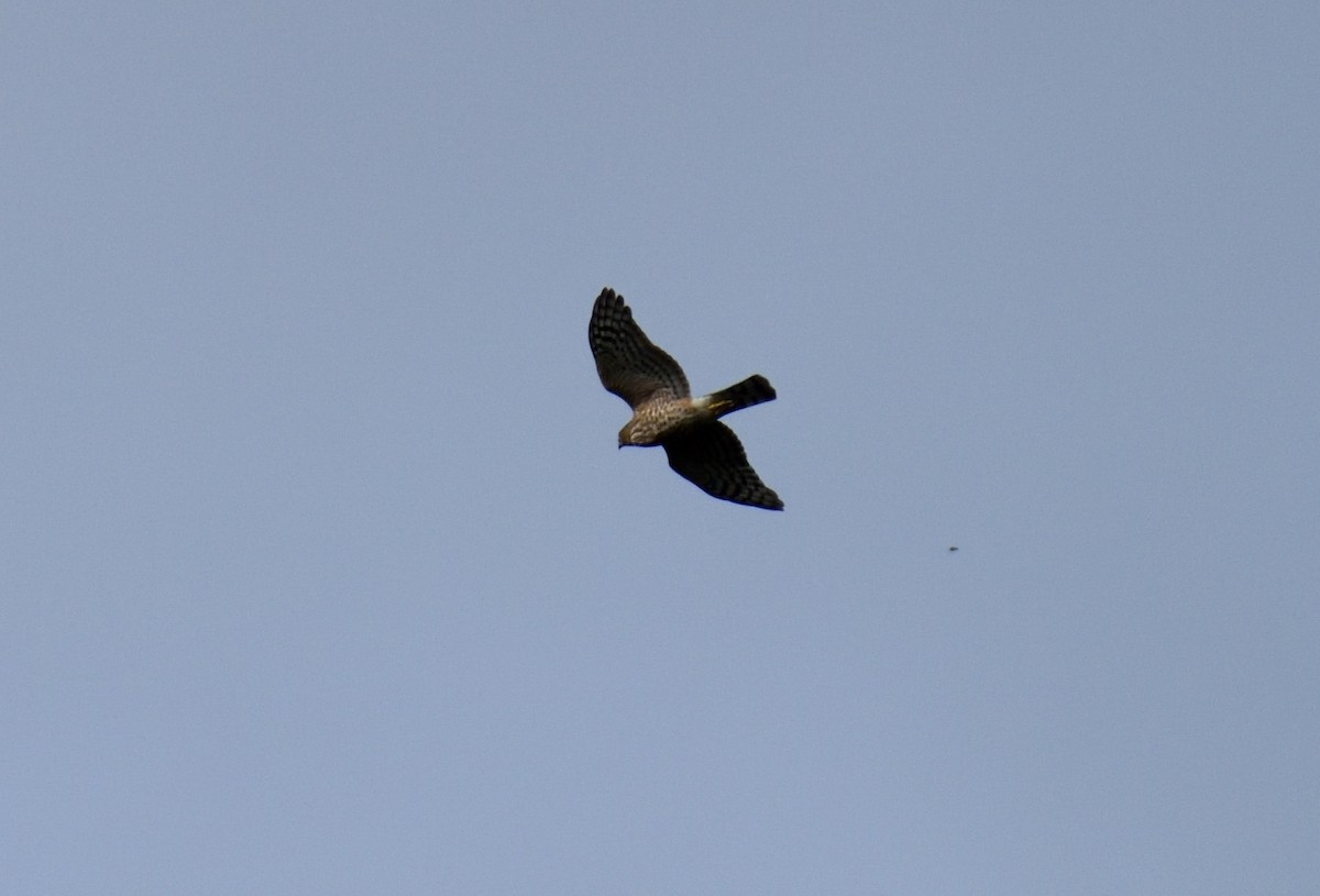 Sharp-shinned Hawk - ML32561701