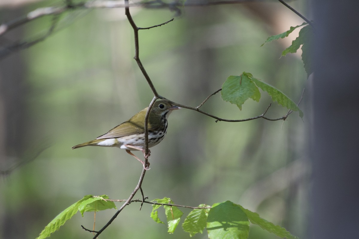 Ovenbird - ML325617181