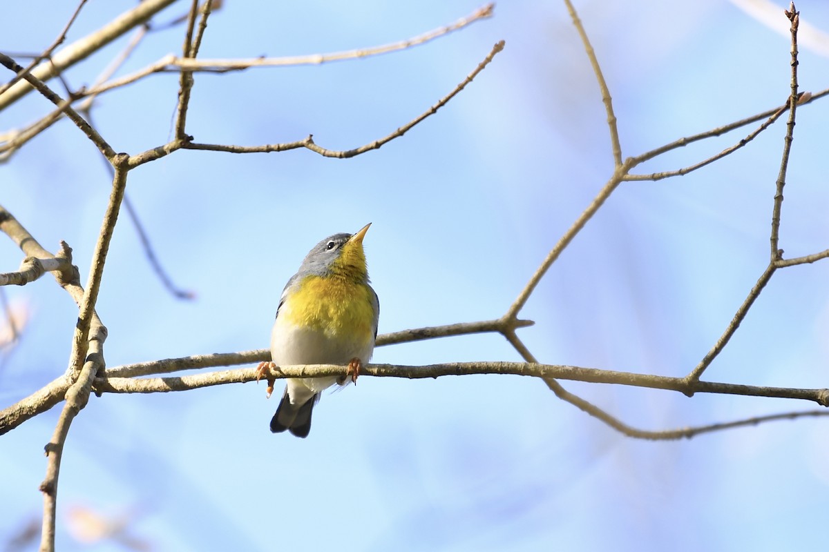 Northern Parula - ML325617671