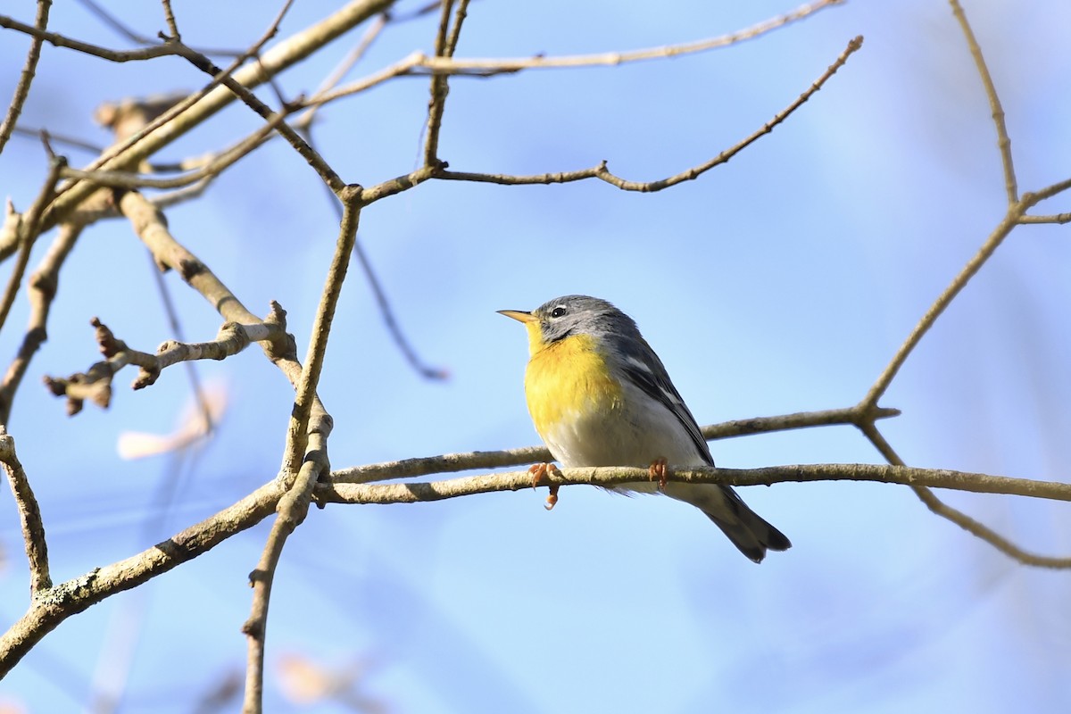 Northern Parula - ML325617681