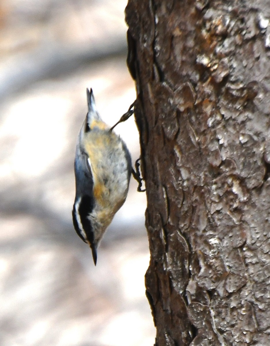 Red-breasted Nuthatch - ML325618251