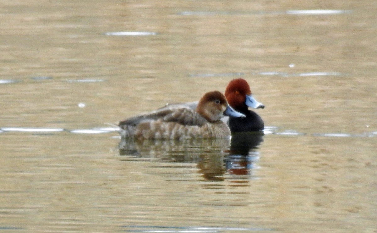 Redhead - ML325620721