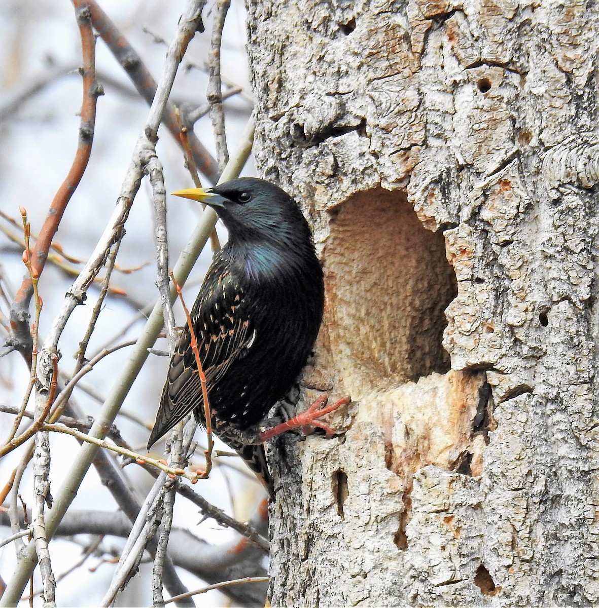 European Starling - ML325621361