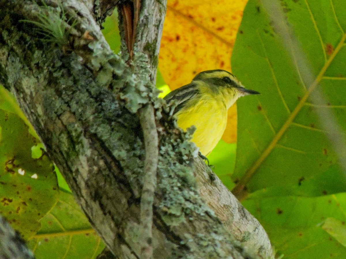 Yellow-browed Tyrant - ML325622761