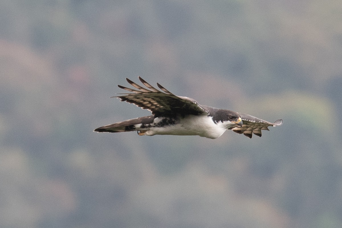 Cassin's Hawk-Eagle - Warren Whaley