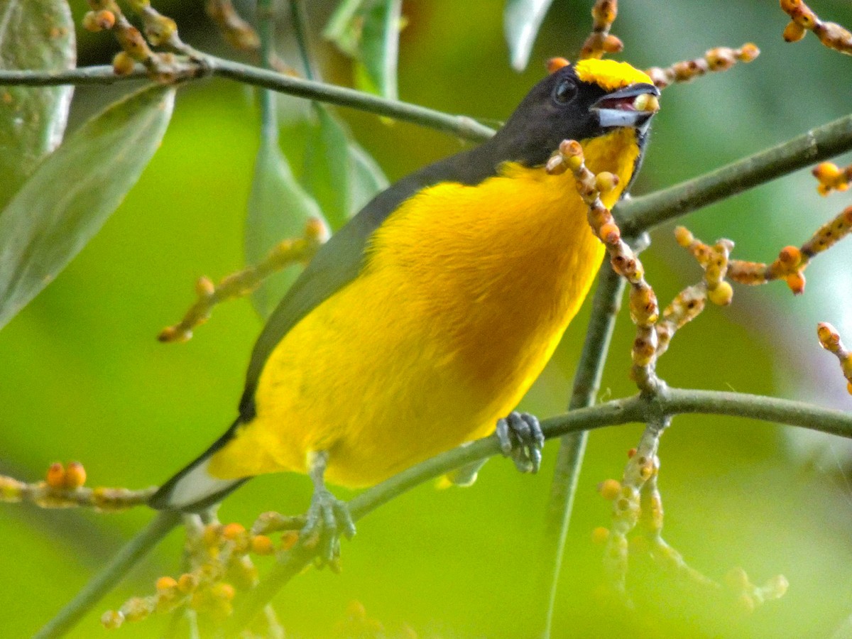 Violaceous Euphonia - ML325623731