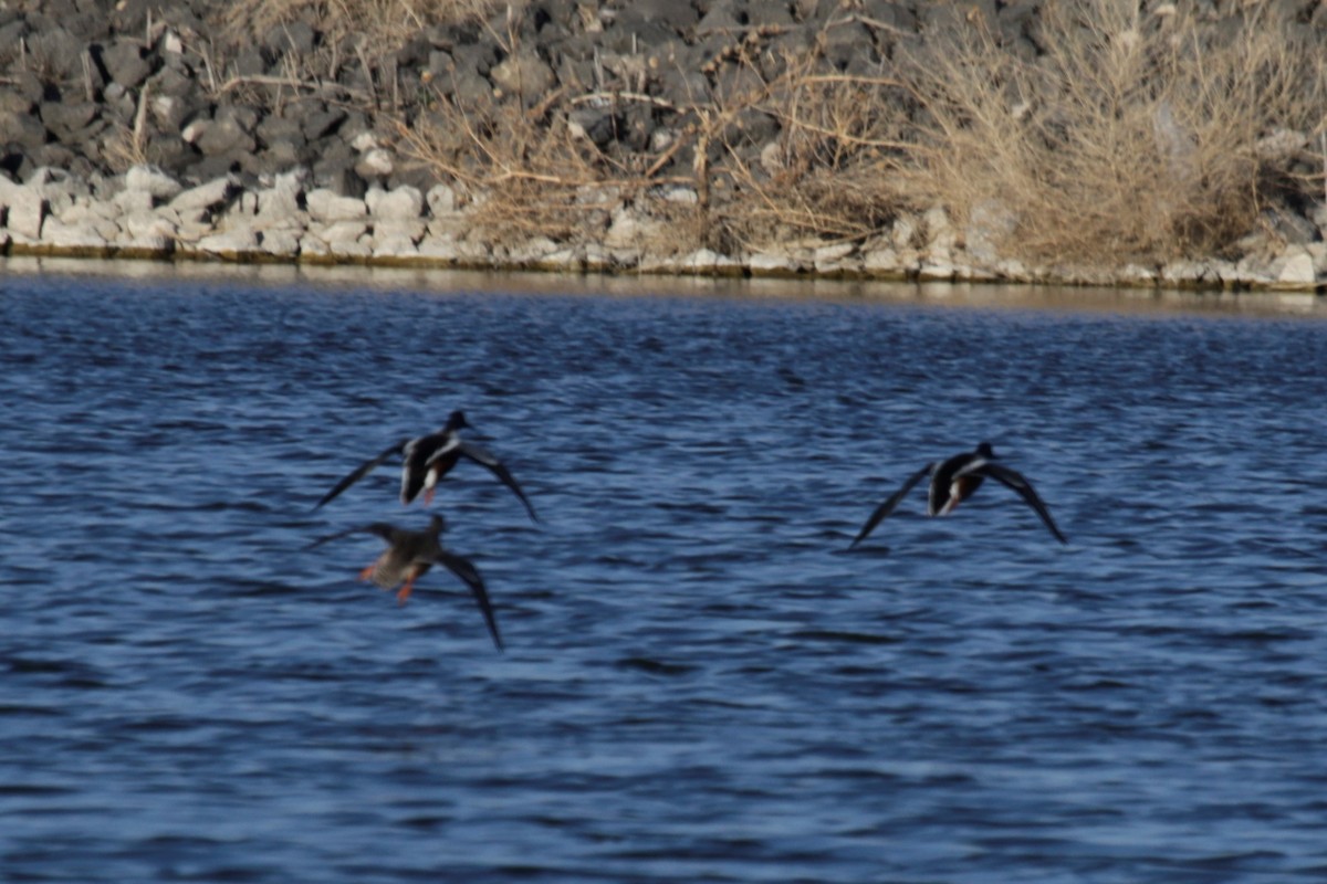 Northern Shoveler - ML325625191