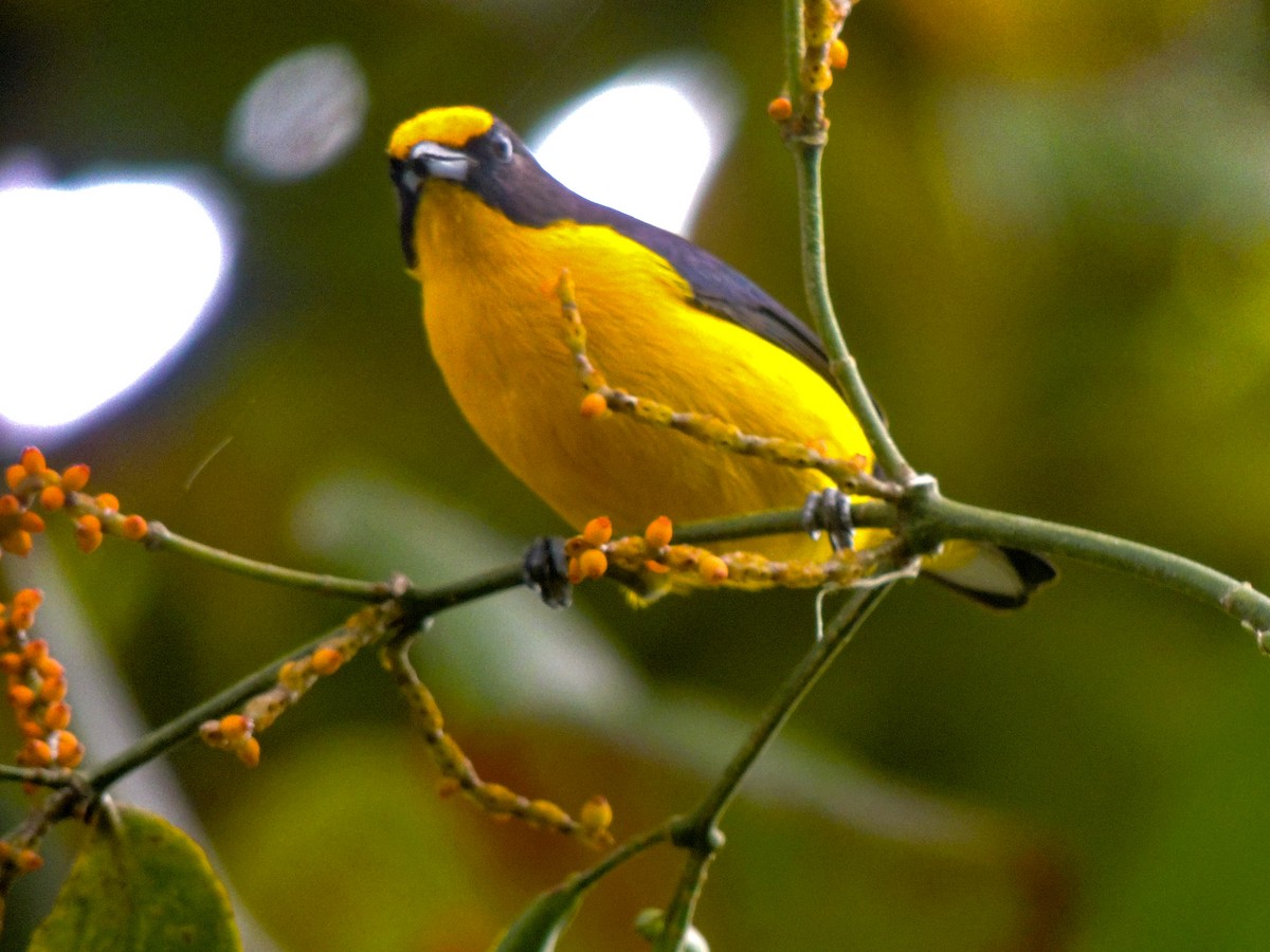 Violaceous Euphonia - ML325626431