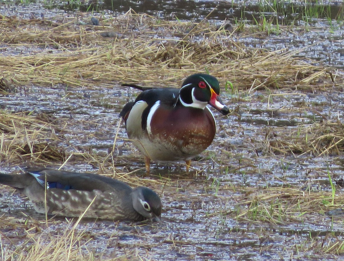 Wood Duck - Anonymous