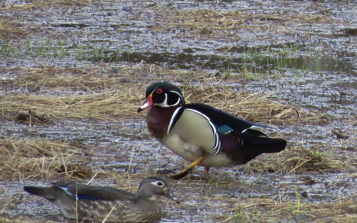 Wood Duck - ML325626601