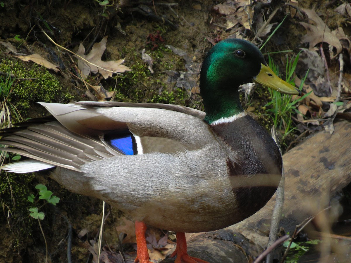 Mallard - Anonymous