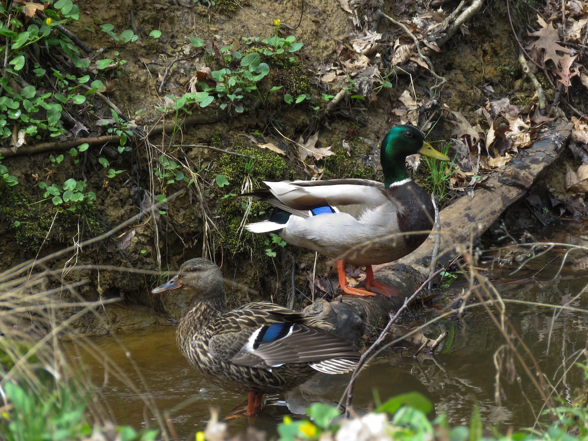 Canard colvert - ML325626701