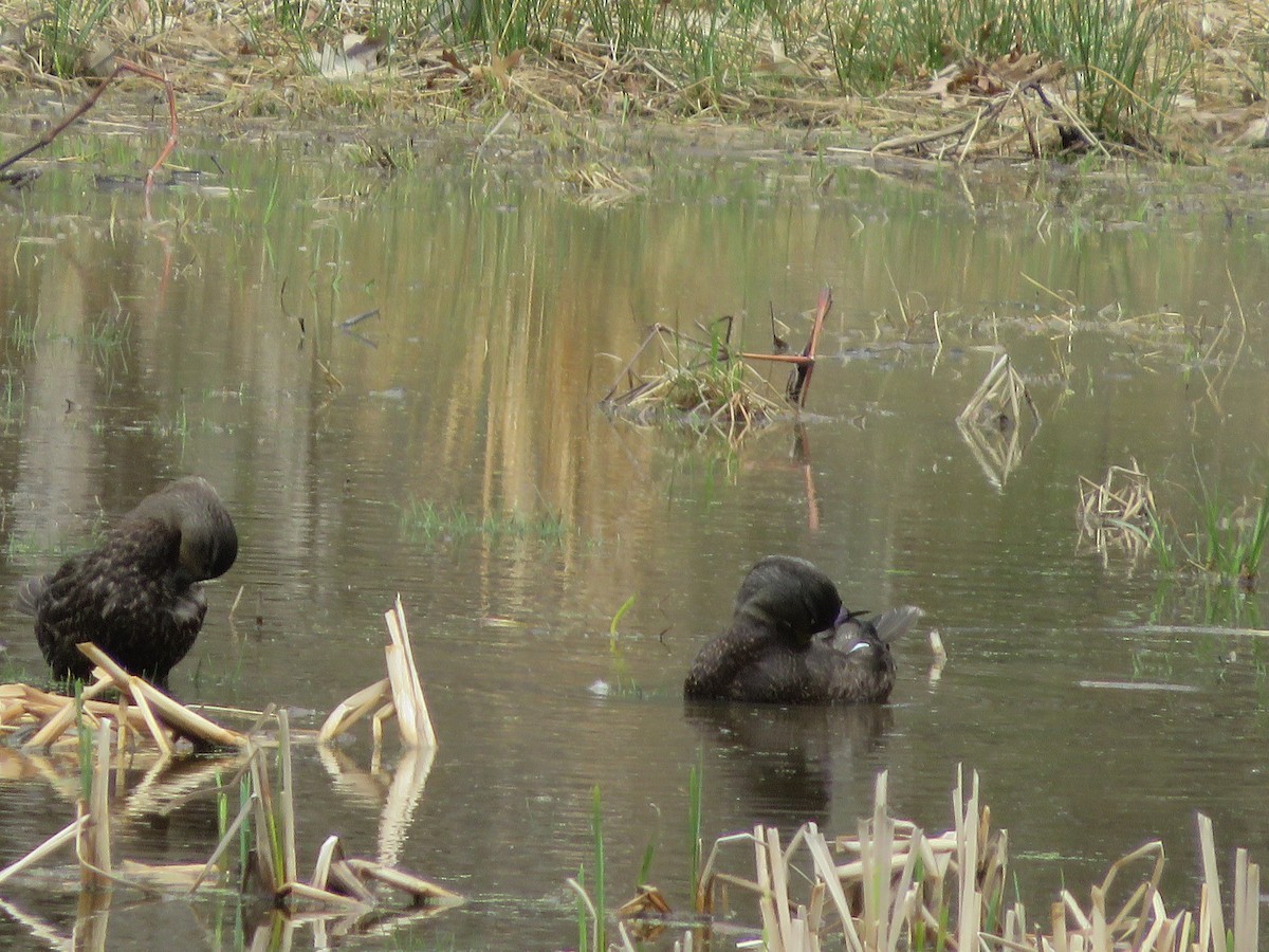 American Black Duck - Anonymous