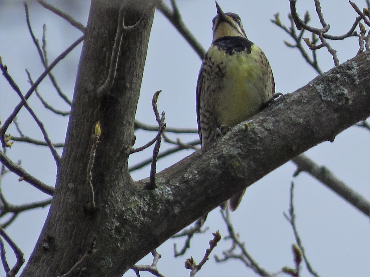 Yellow-bellied Sapsucker - Anonymous