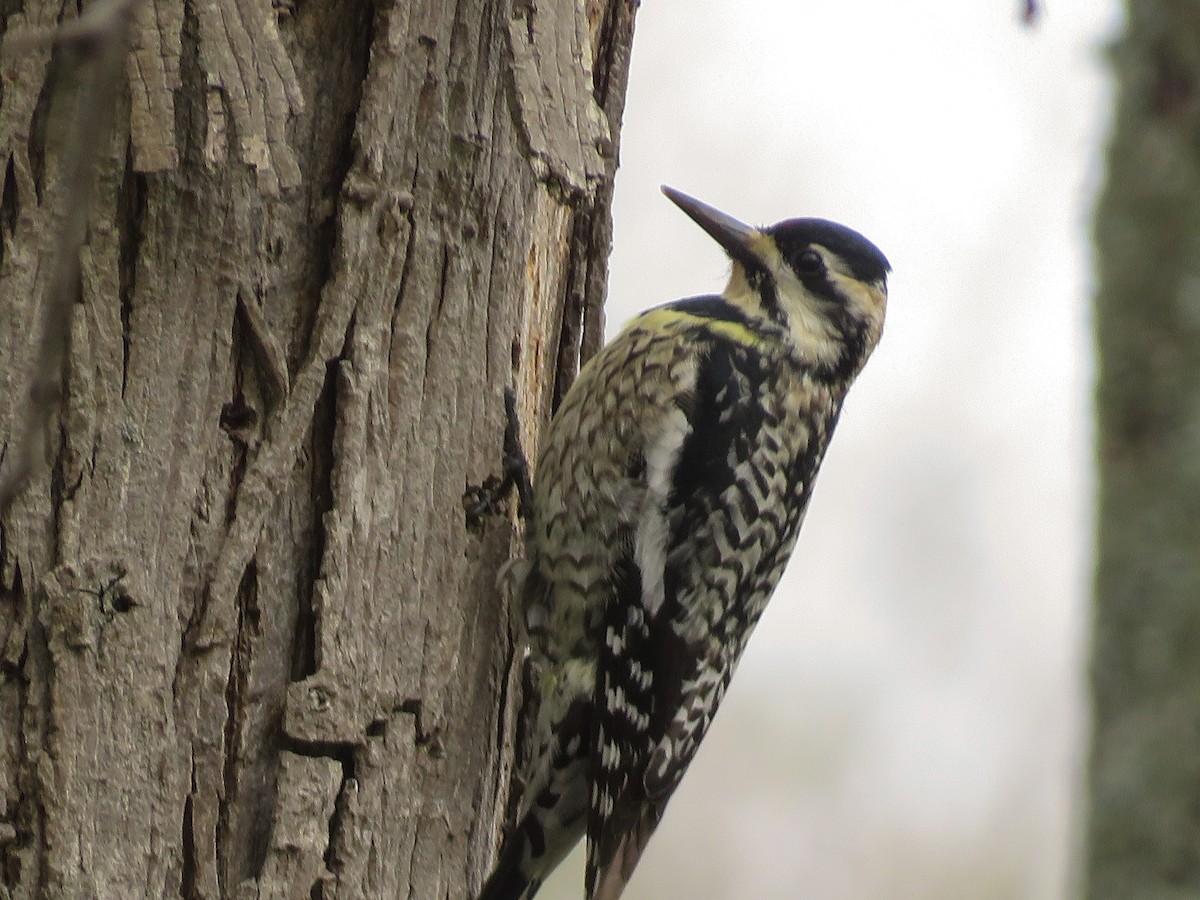 Yellow-bellied Sapsucker - ML325627191