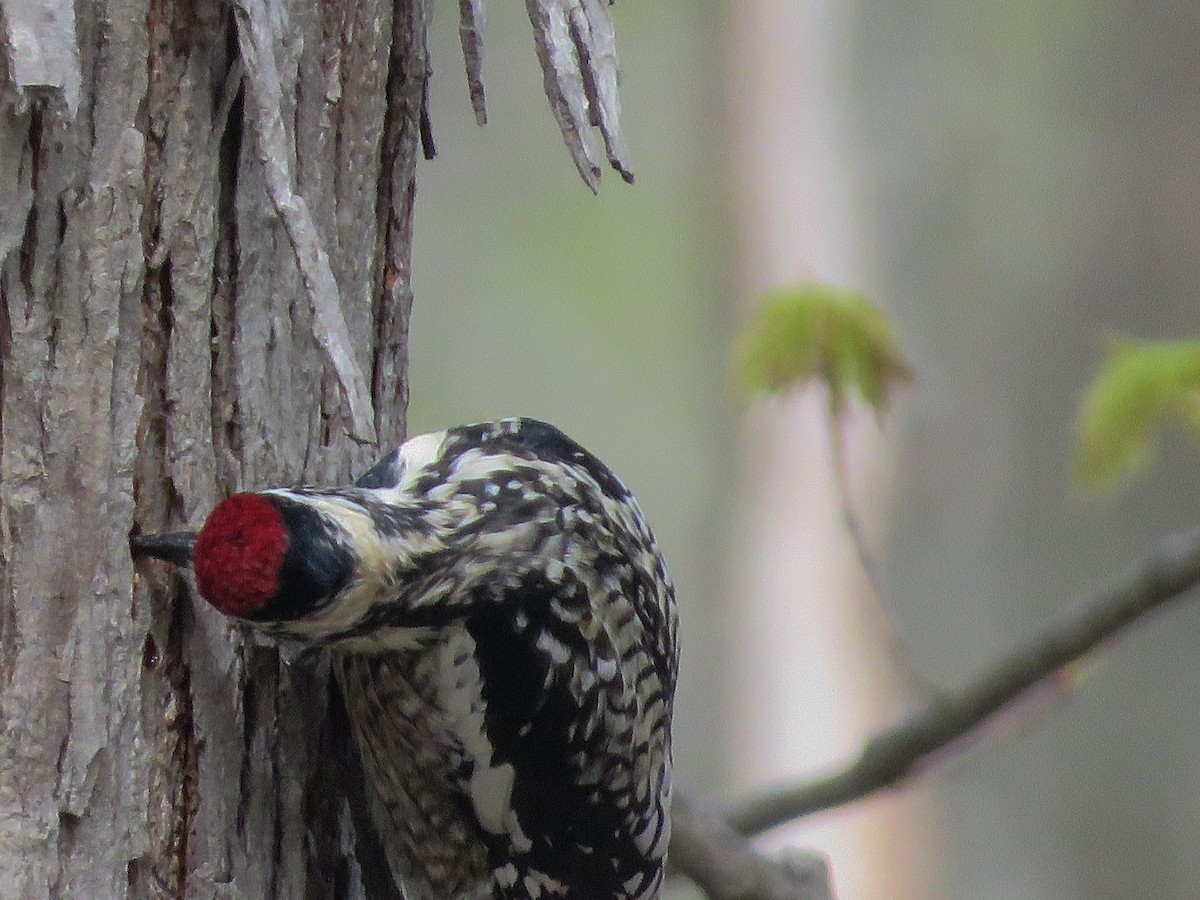 Yellow-bellied Sapsucker - ML325627201