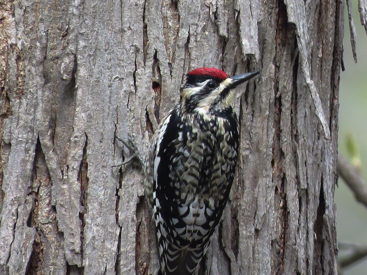 Yellow-bellied Sapsucker - ML325627211