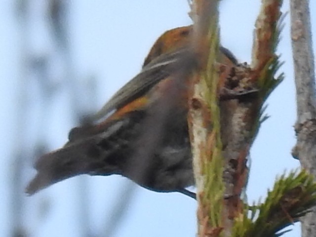 White-winged Crossbill - ML325627361