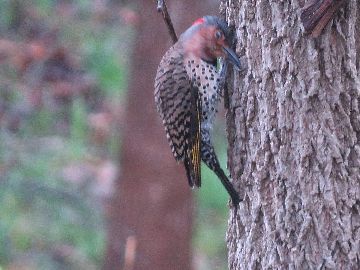 Northern Flicker - Anonymous