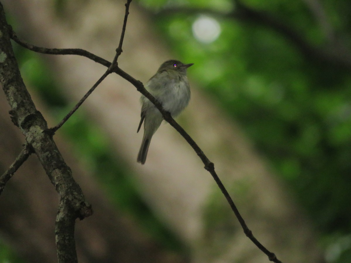 Acadian Flycatcher - ML32562801