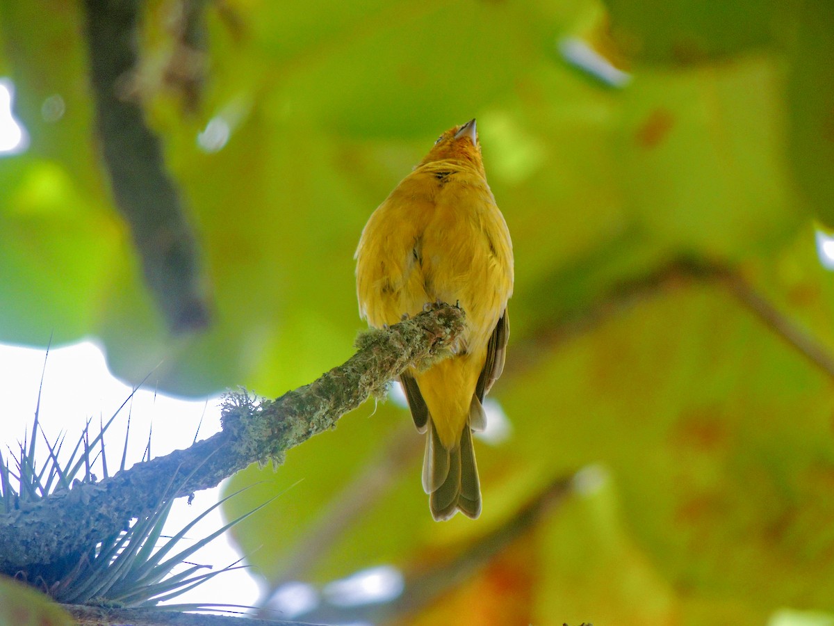 Saffron Finch - ML325629381