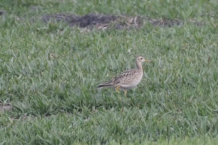 Upland Sandpiper - ML325630591